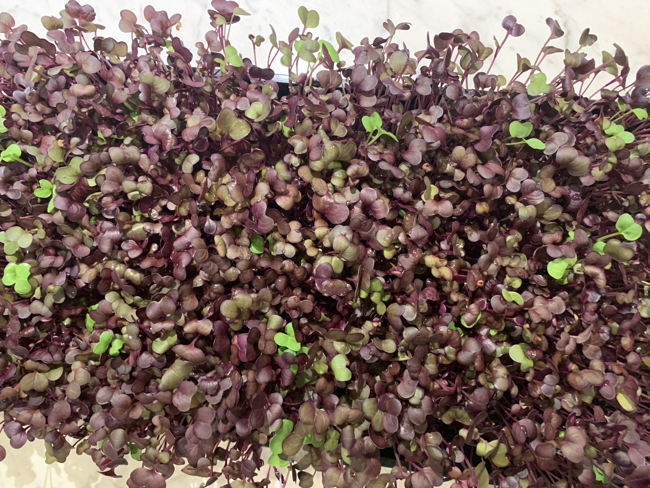The Sustainability Benefits of Microgreens