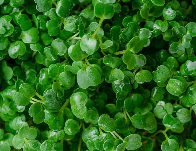 Why Microgreens are the Superfood of 2023