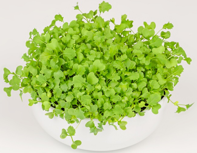 The Latest Trends in Microgreen Growing Techniques