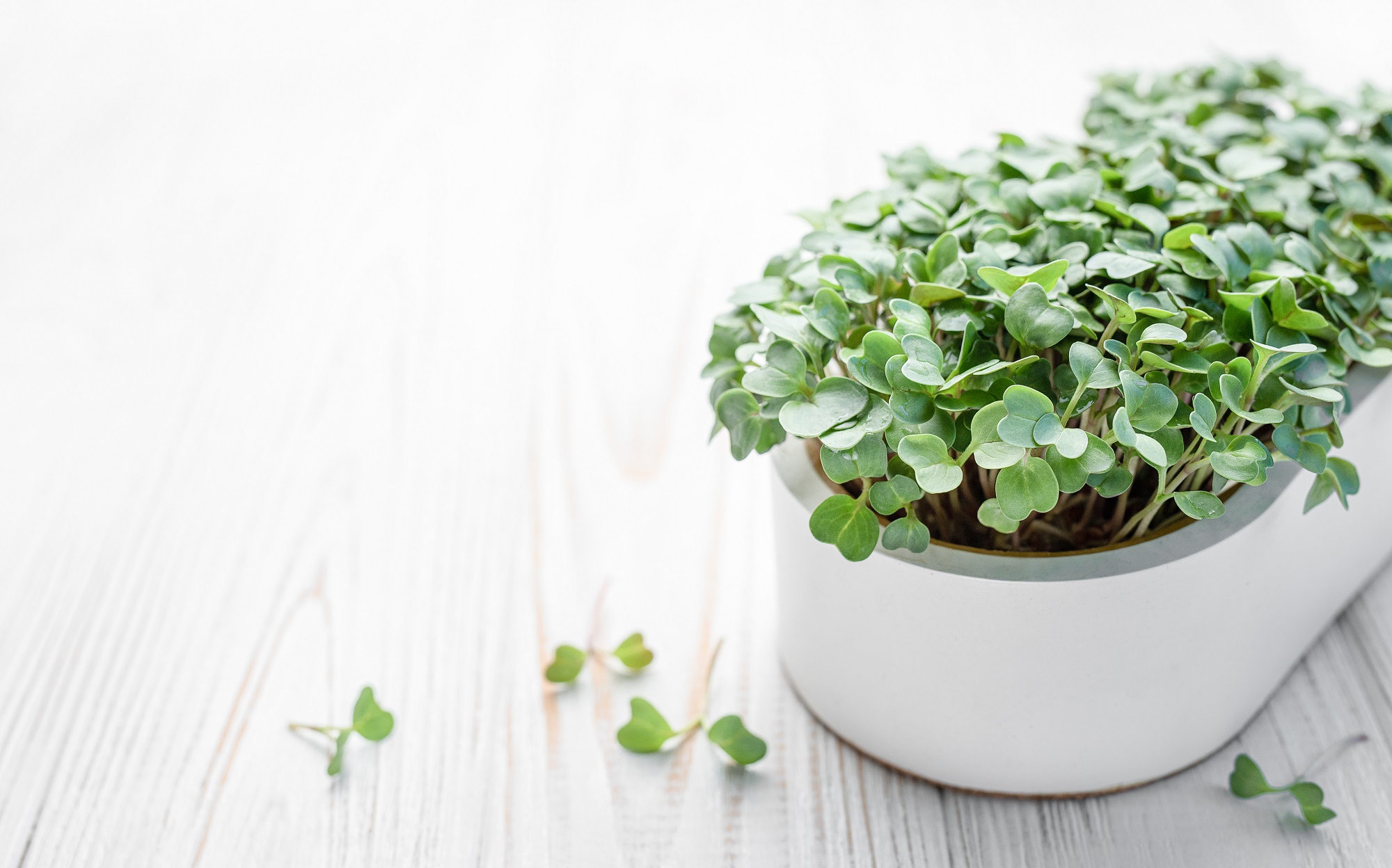 Microgreens in the Workplace: Boosting Productivity and Health