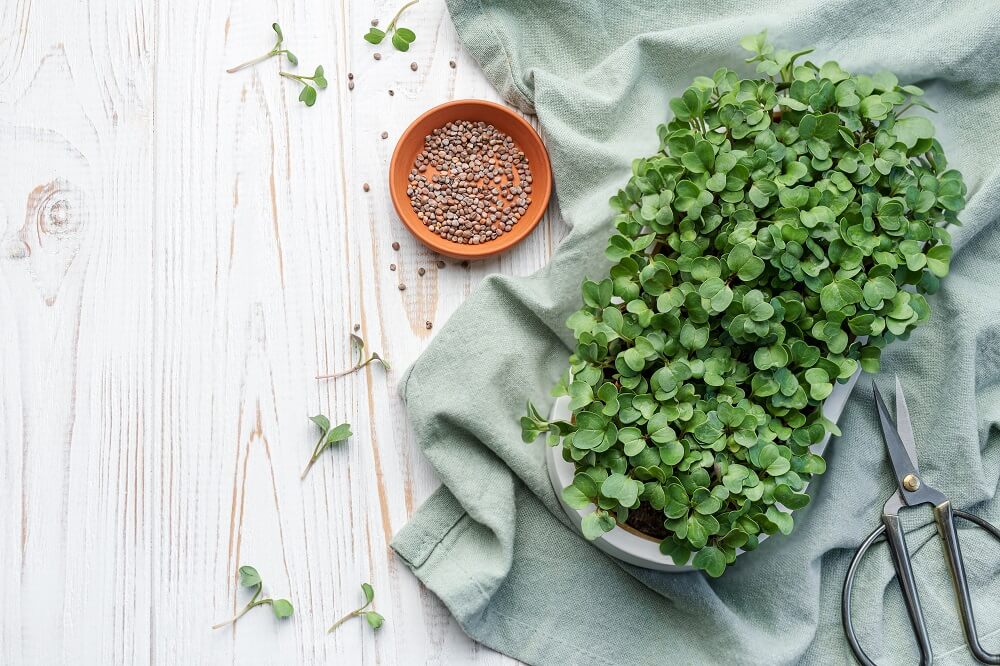The Best Ways to Store and Use Microgreens at Home