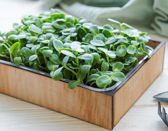 Microgreens and Gut Health: A Growing Body of Research